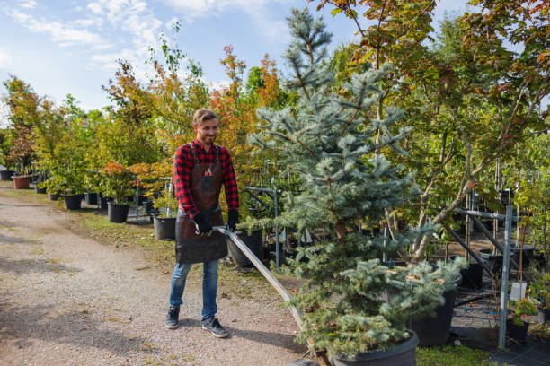 How Our Tree Care Process Works  in Ogden, KS